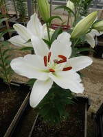 [4318 Salvetia VZ No02.JPG]